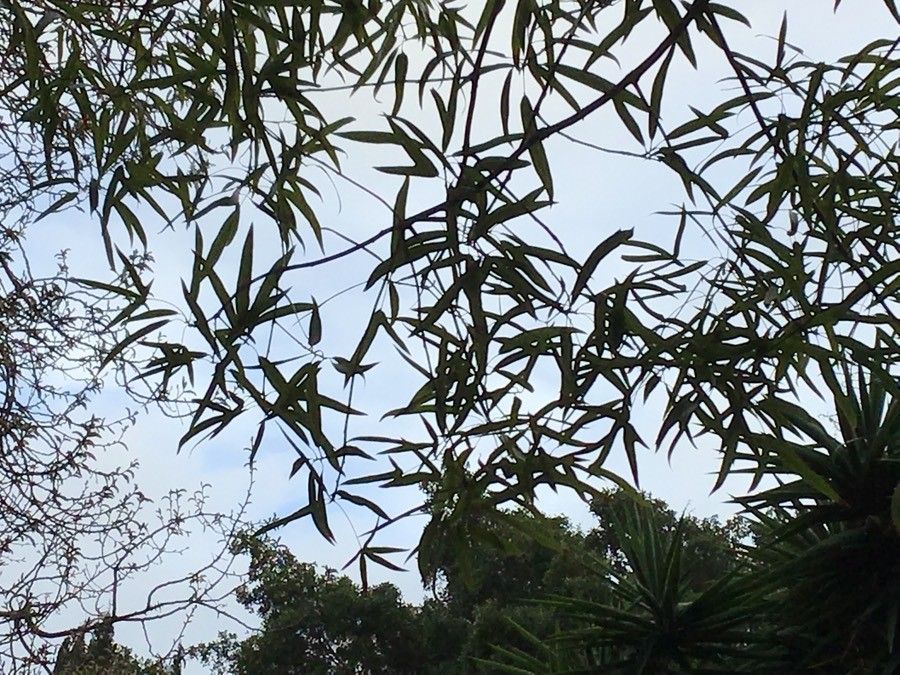 Brachychiton rupestris — search result for 'Malvaceae'