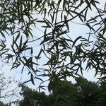 Brachychiton rupestris