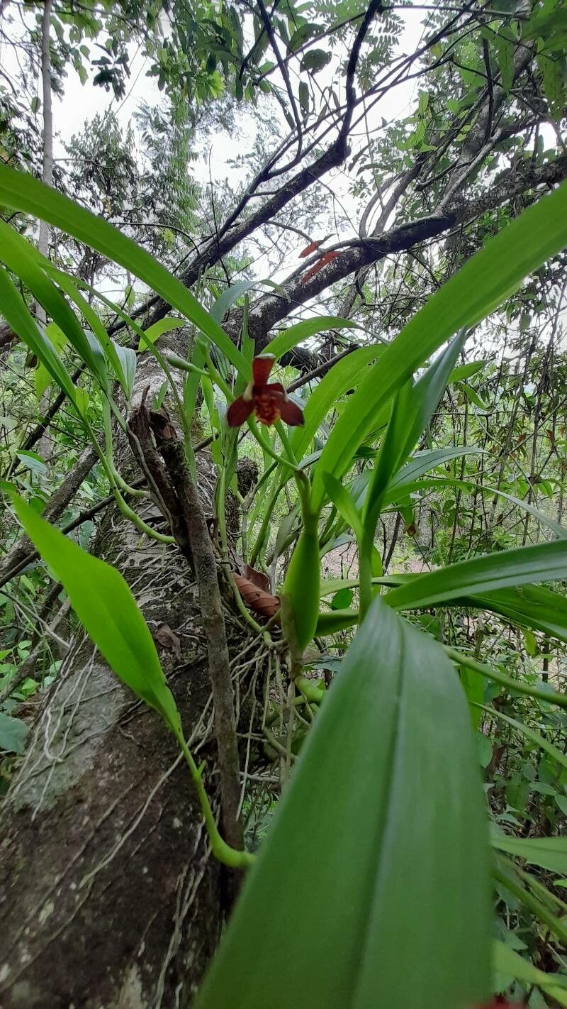 Prosthechea livida — houseplant care guide