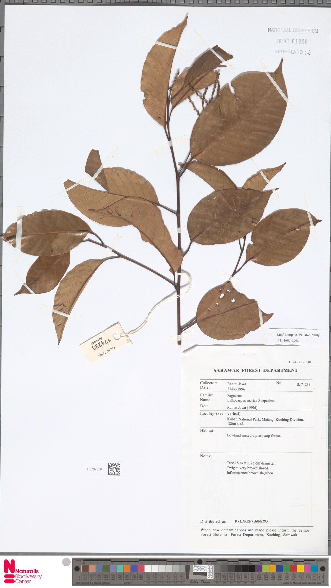 Lithocarpus mariae — houseplant care guide