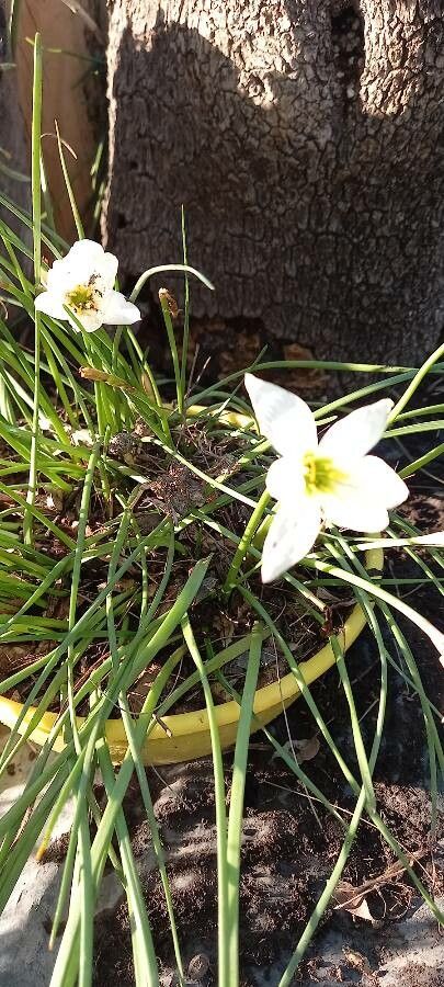 Zephyranthes Candida flower