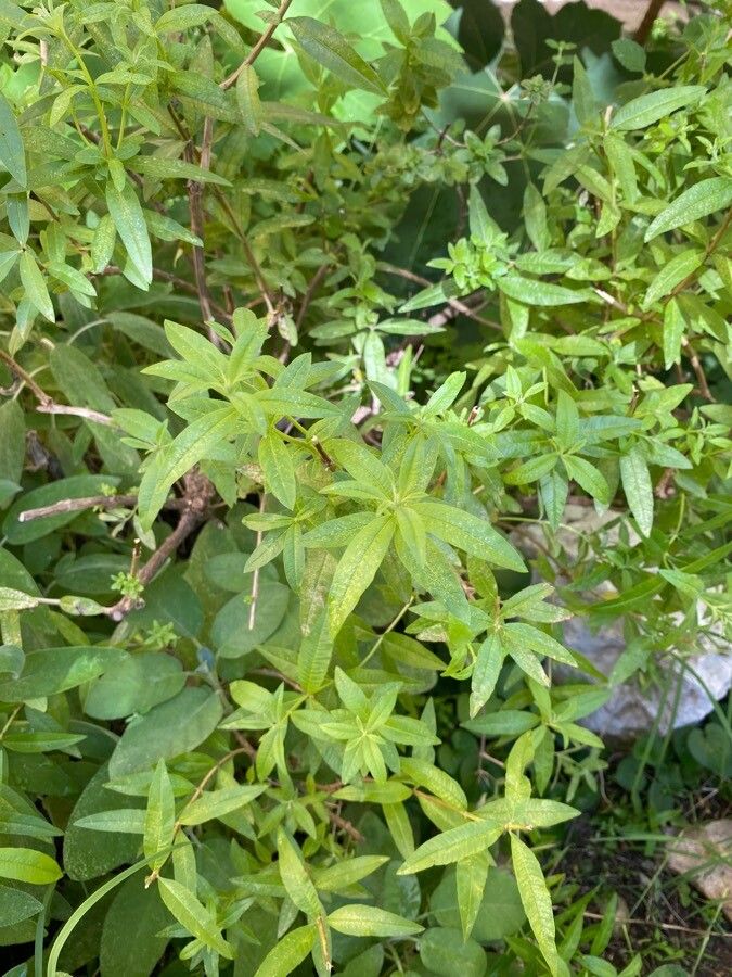 Aloysia citrodora leaf