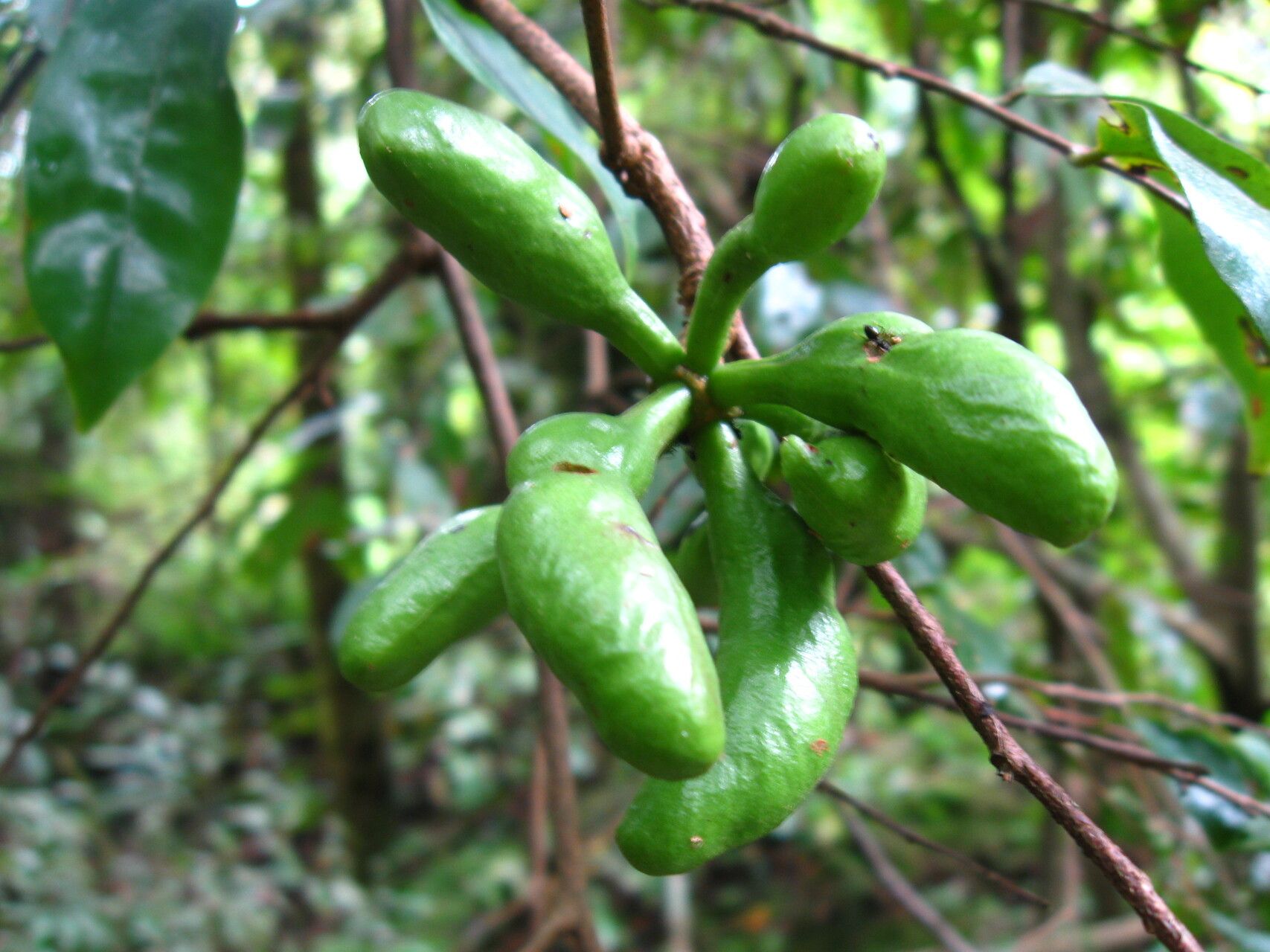 Xylopia thomsonii — houseplant care guide