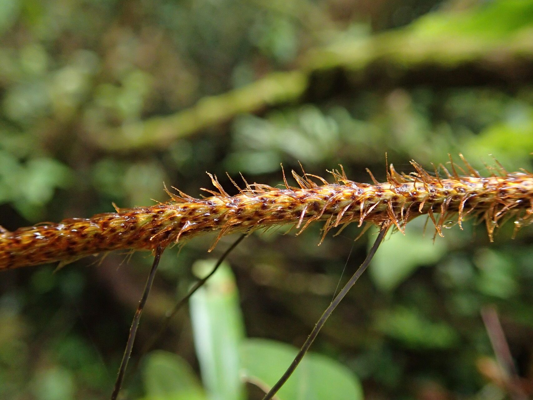 Oleandra annetii other