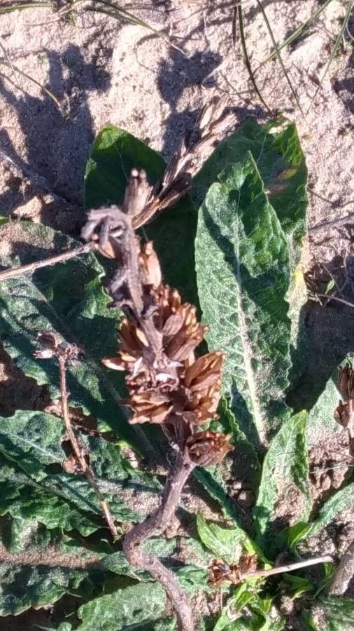 Verbascum lychnitis fruit