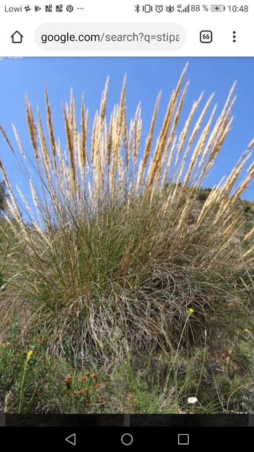 Stipa tenacissima flower