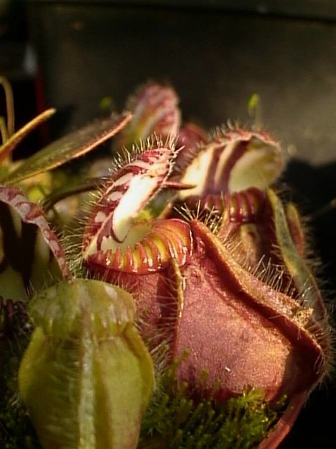Cephalotus follicularis flower