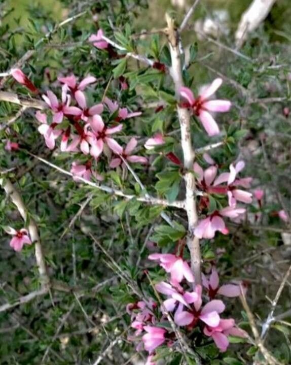 Prunus lycioides — search result for 'northern Iran'