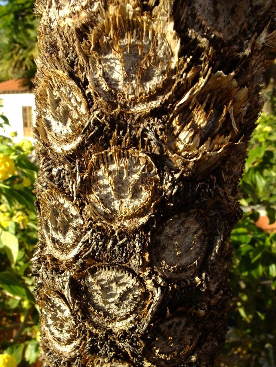 Cyathea australis bark