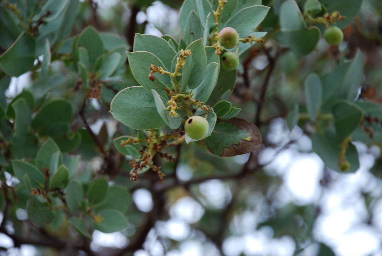 Arctostaphylos glauca fruit