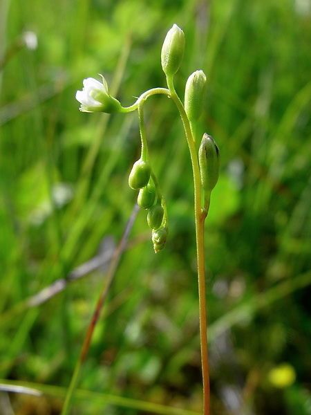 Drosera rotundifolia fruit