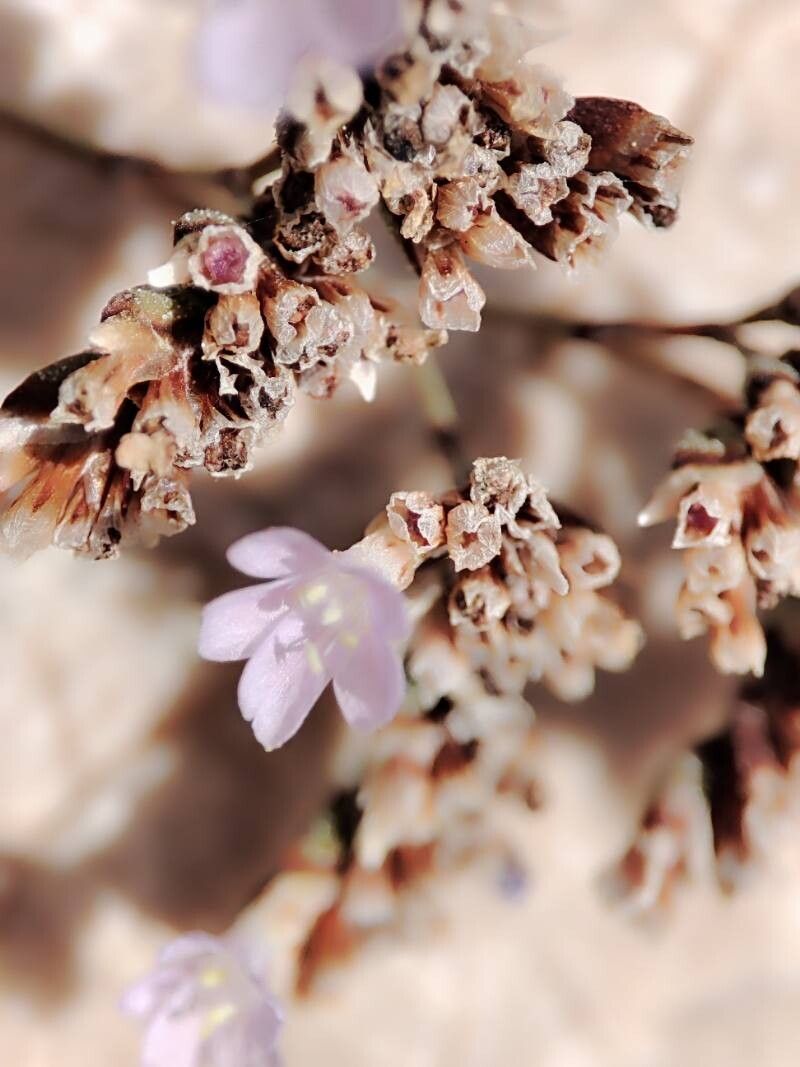 Limonium biflorum flower