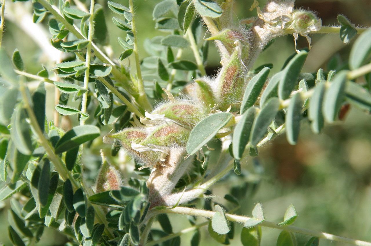 Astragalus trigonus fruit