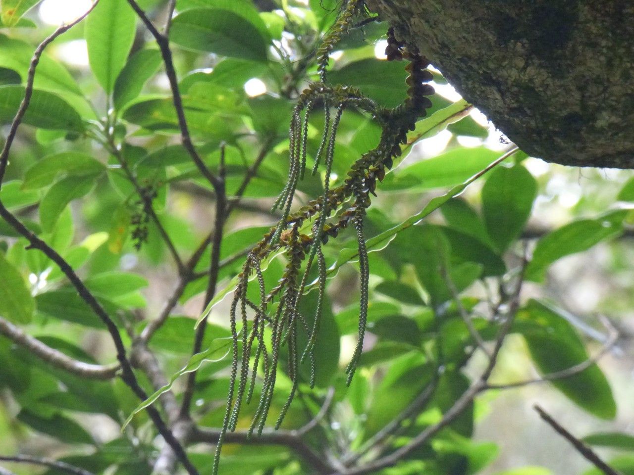 Huperzia obtusifolia — search result for 'Huperzia'