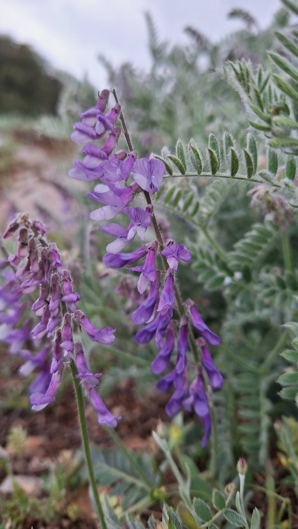 Vicia sibthorpii flower