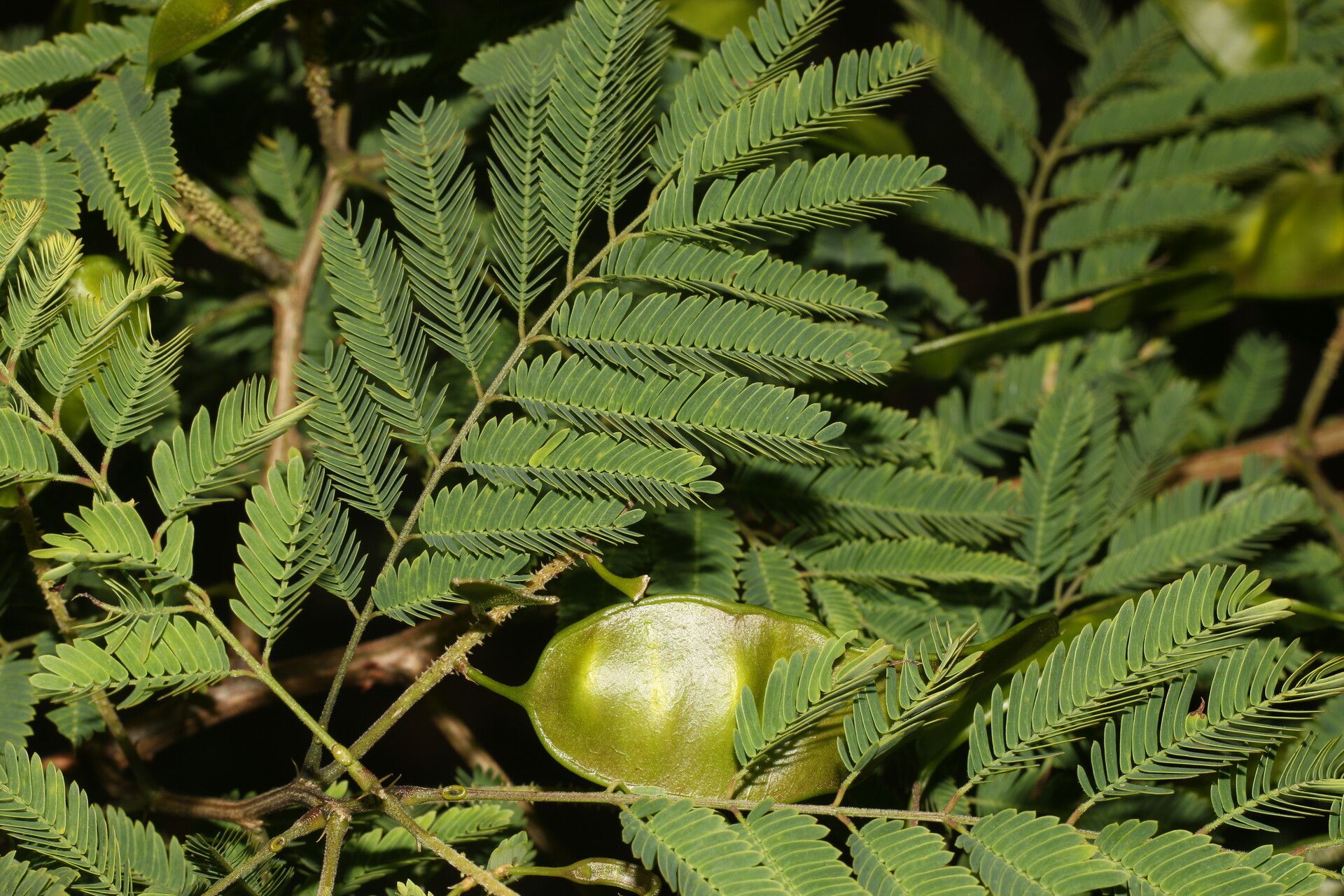 Piptadenia flava fruit