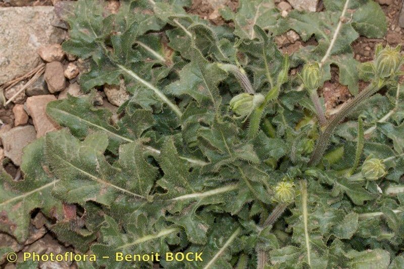 Picris helminthioides habit