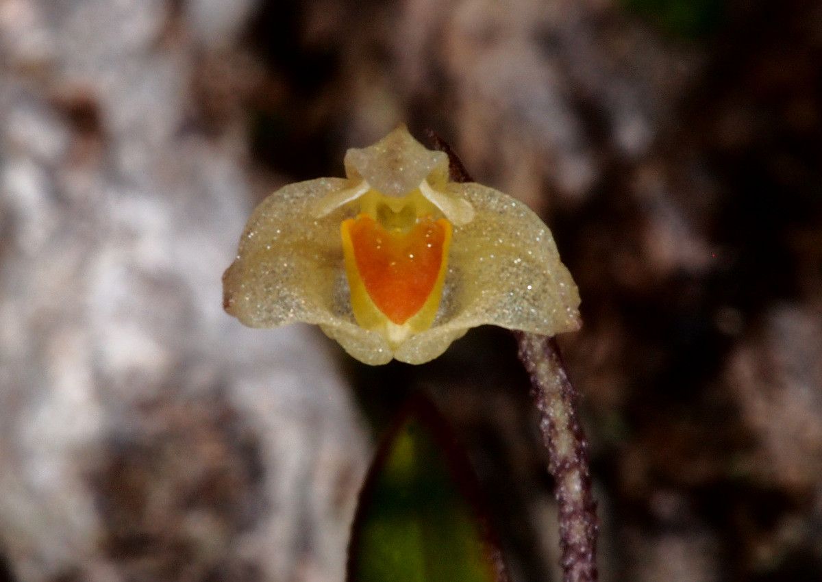 Bulbophyllum argyropus flower