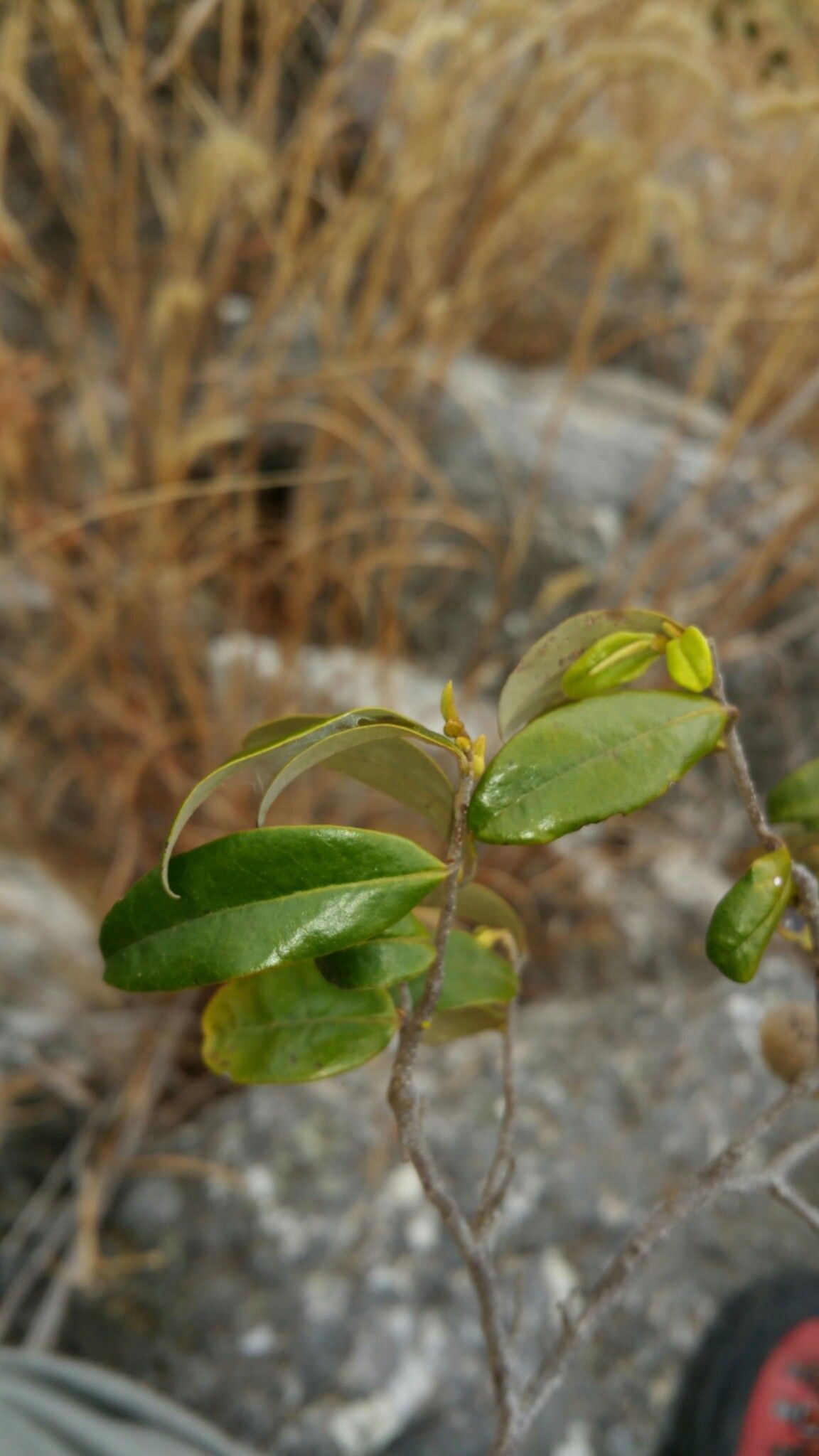 Xylopia anomala leaf