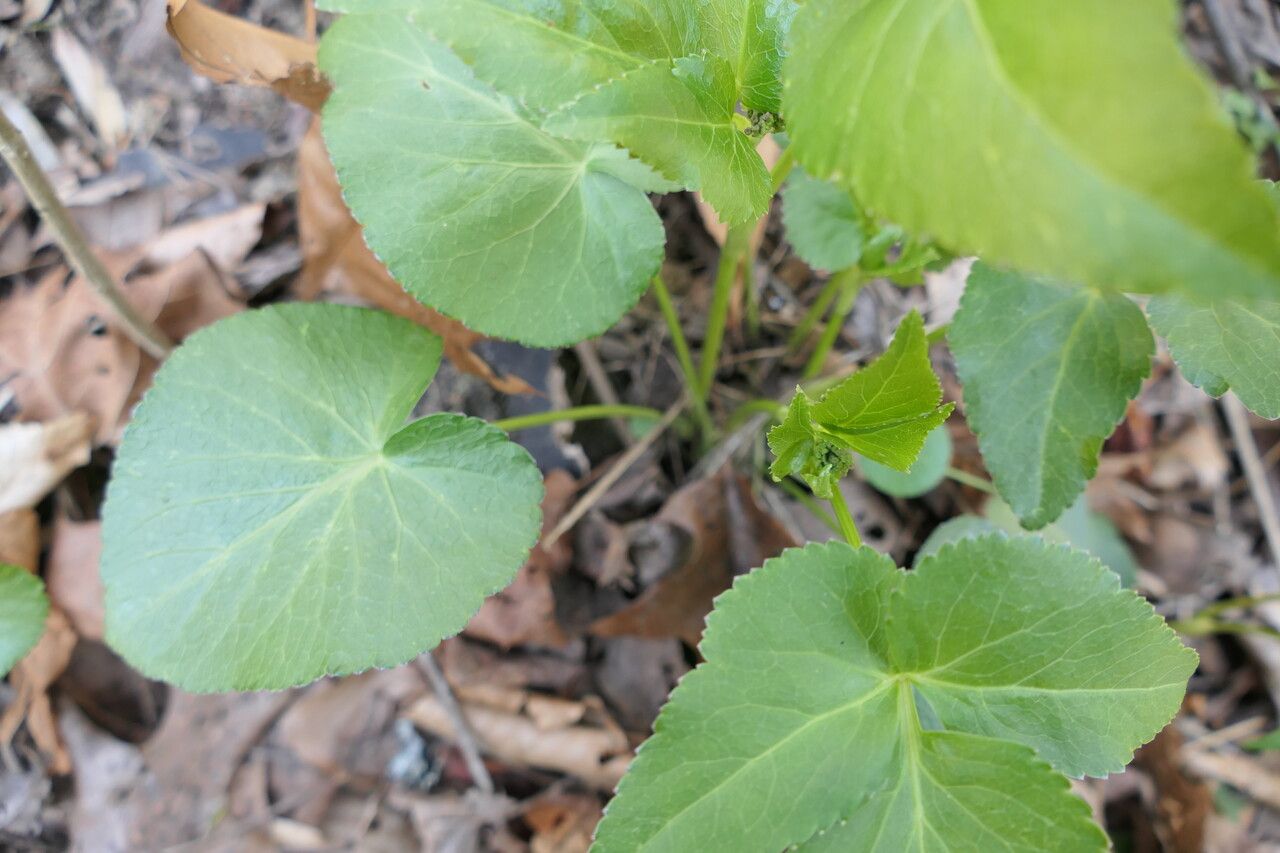 Thaspium trifoliatum — search result for 'Woodlands of eastern North America'