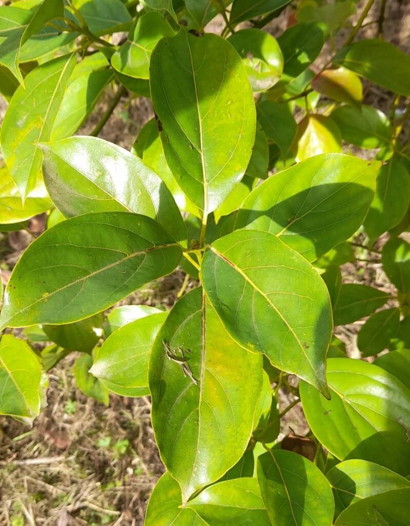 Phoebe cavaleriei — related species from the same genus