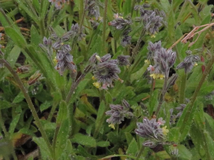 Myosotis discolor flower
