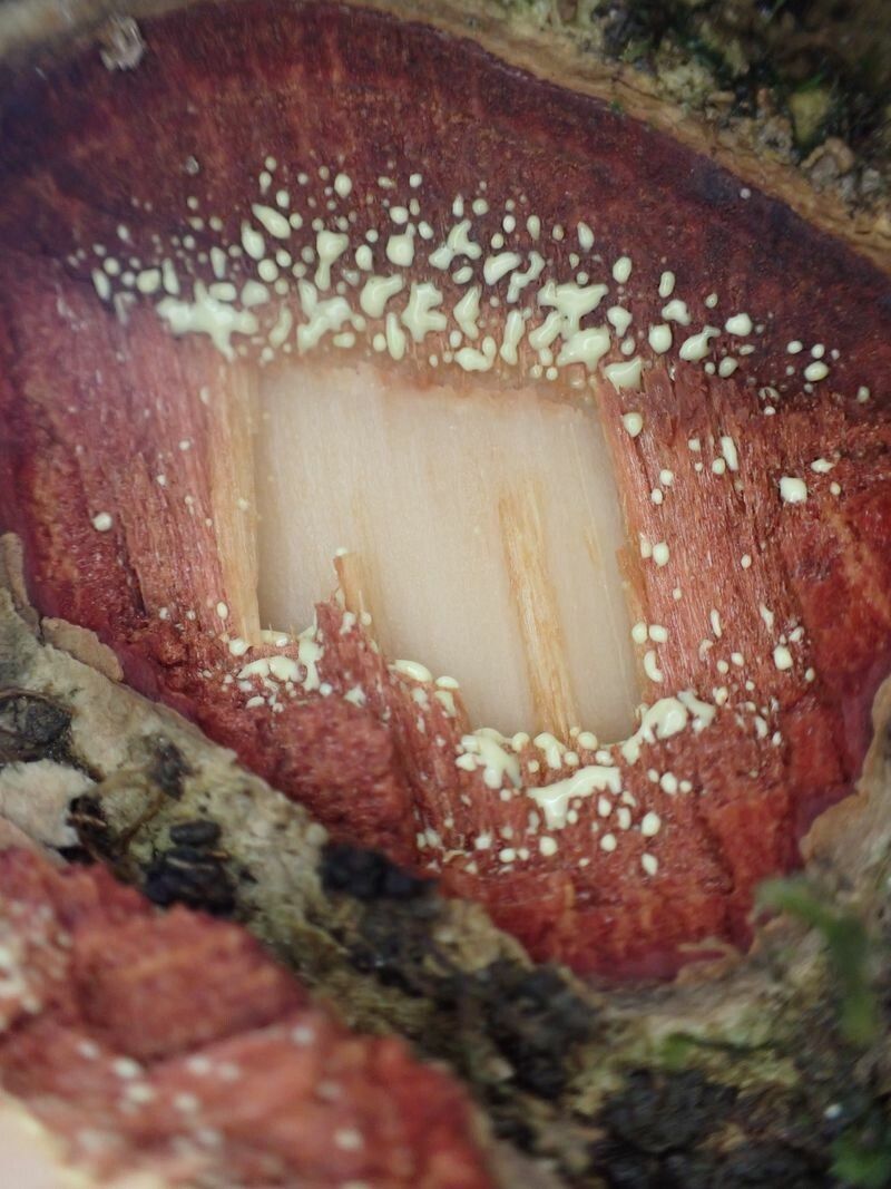 Mammea africana bark