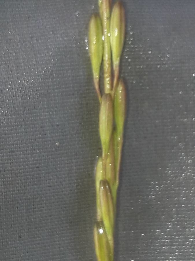 Triglochin palustre fruit