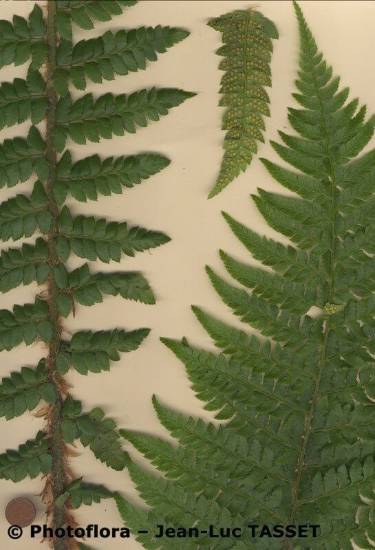 Polystichum × luerssenii — houseplant care guide