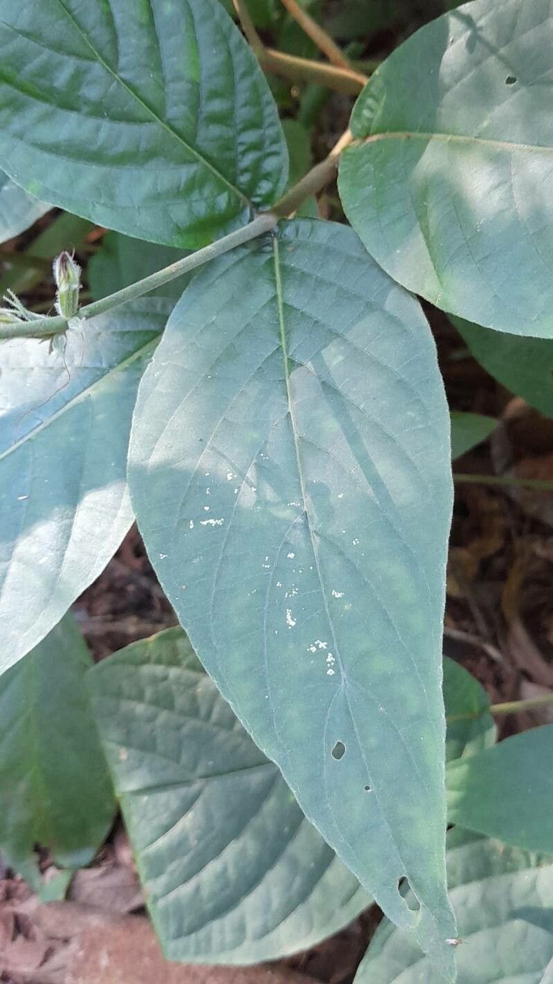Pachystachys dubiosa leaf