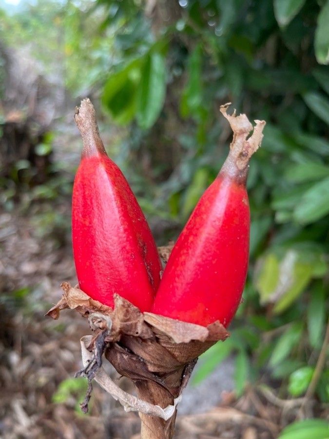 Chiranthodendron pentadactylon fruit