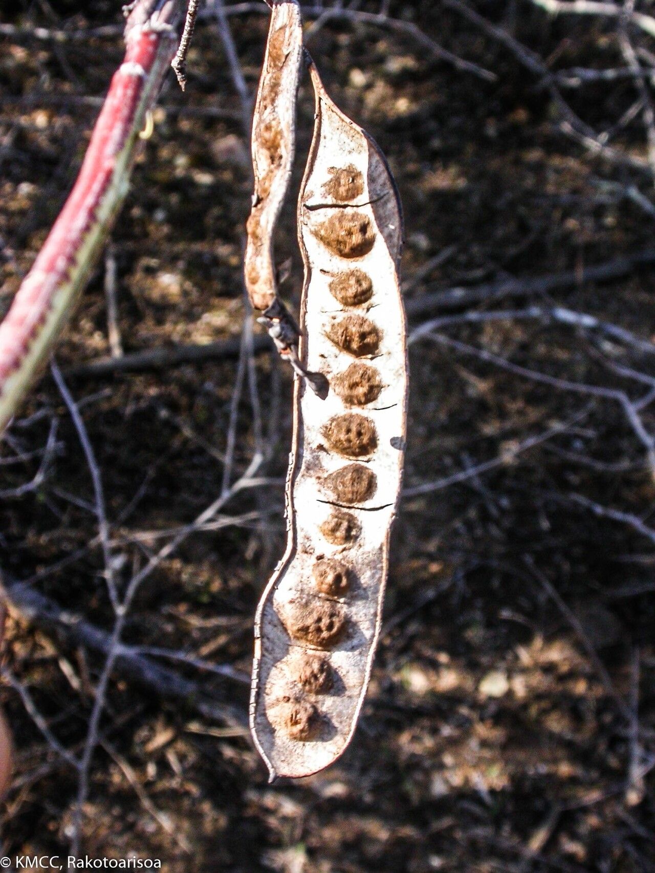 Senna leandrii — search result for 'Senna'