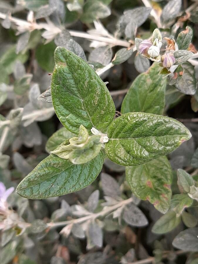Teucrium fruticans