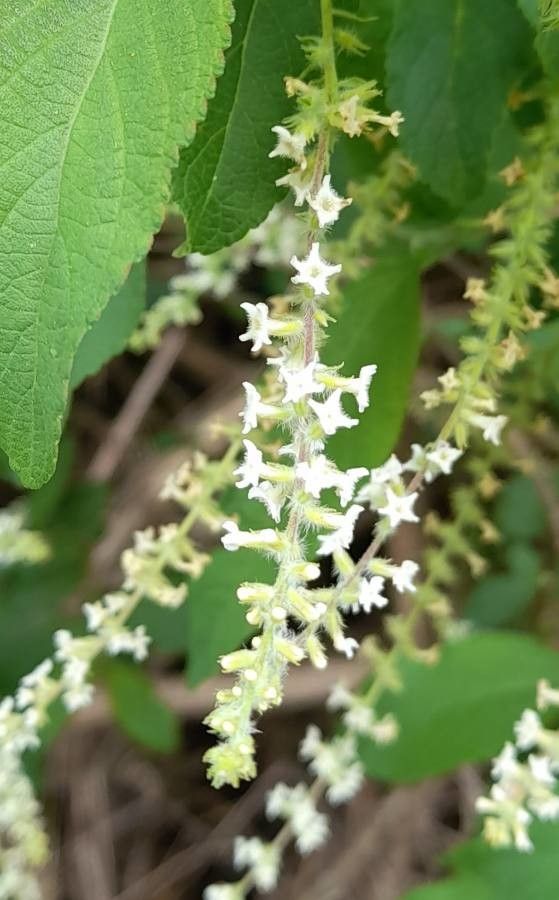 Aloysia virgata flower