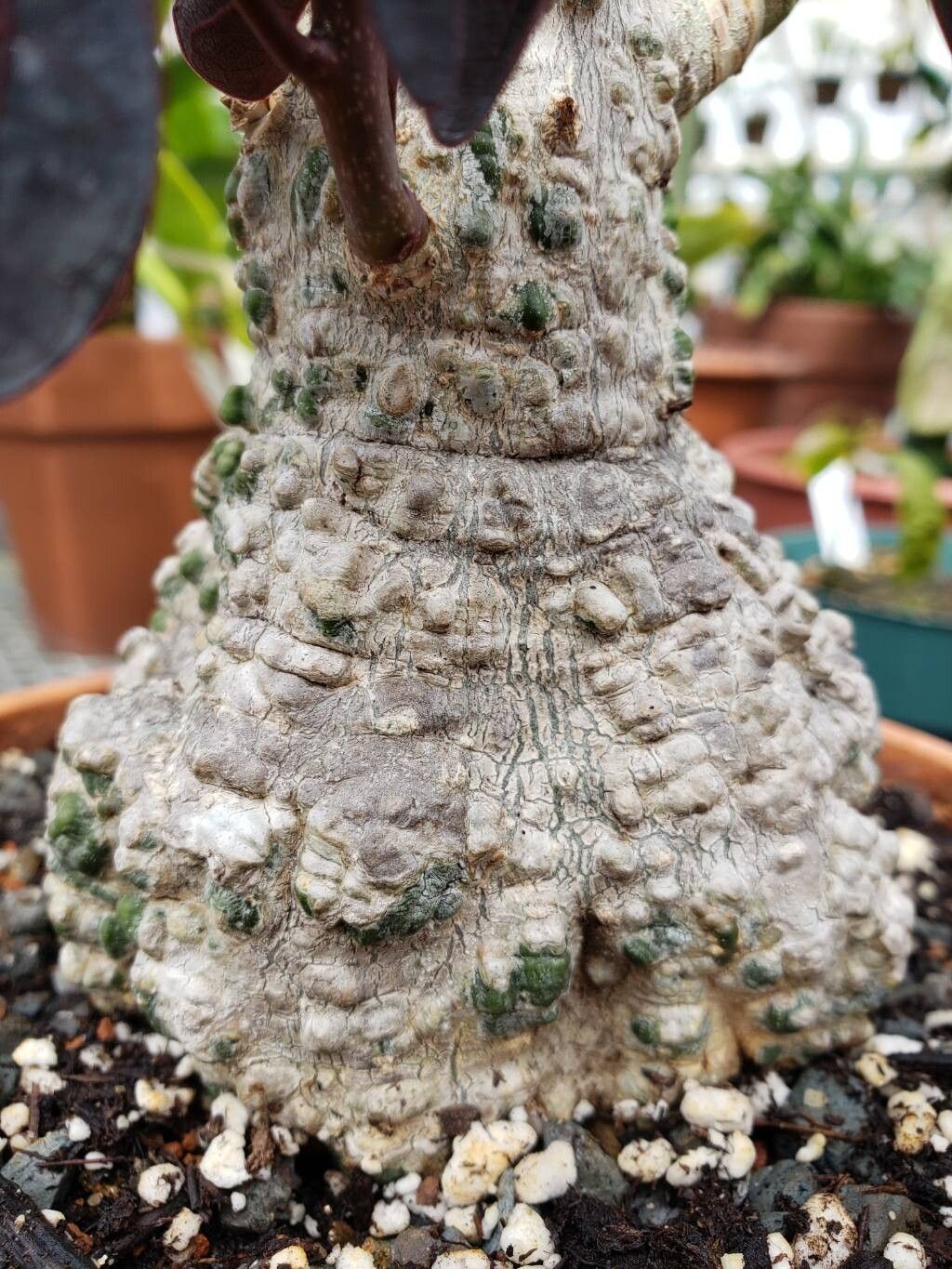 Adenia firingalavensis bark