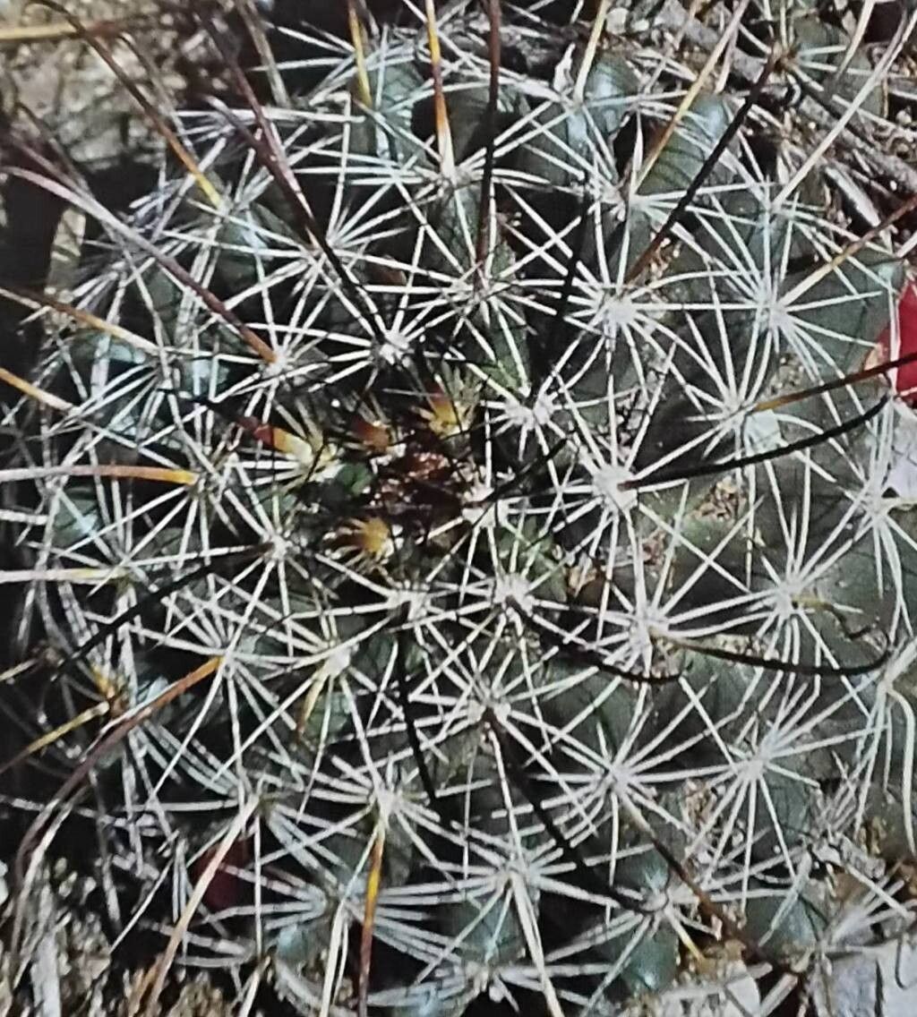 Cochemiea mainiae — houseplant care guide