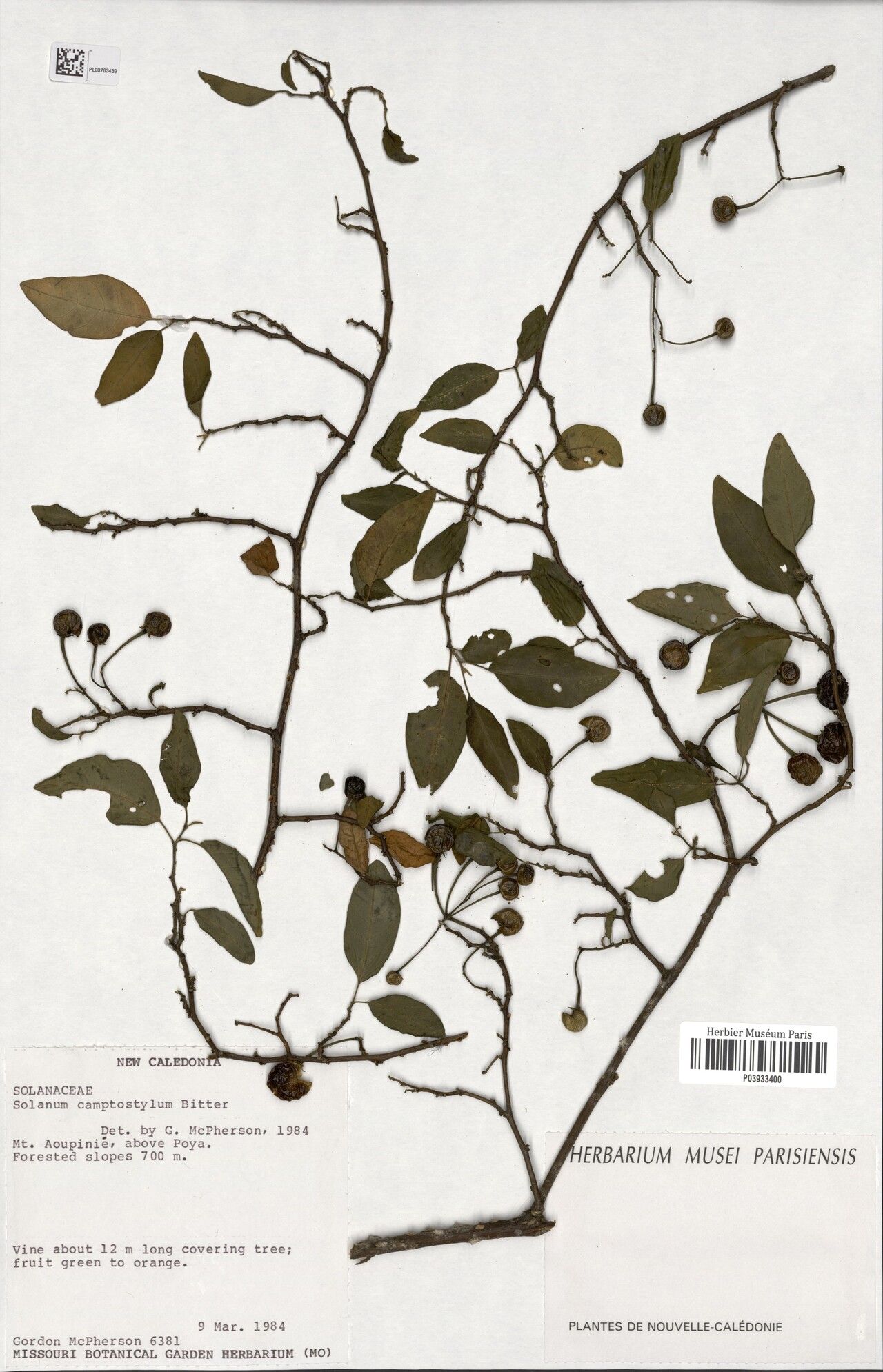 Solanum camptostylum — houseplant care guide