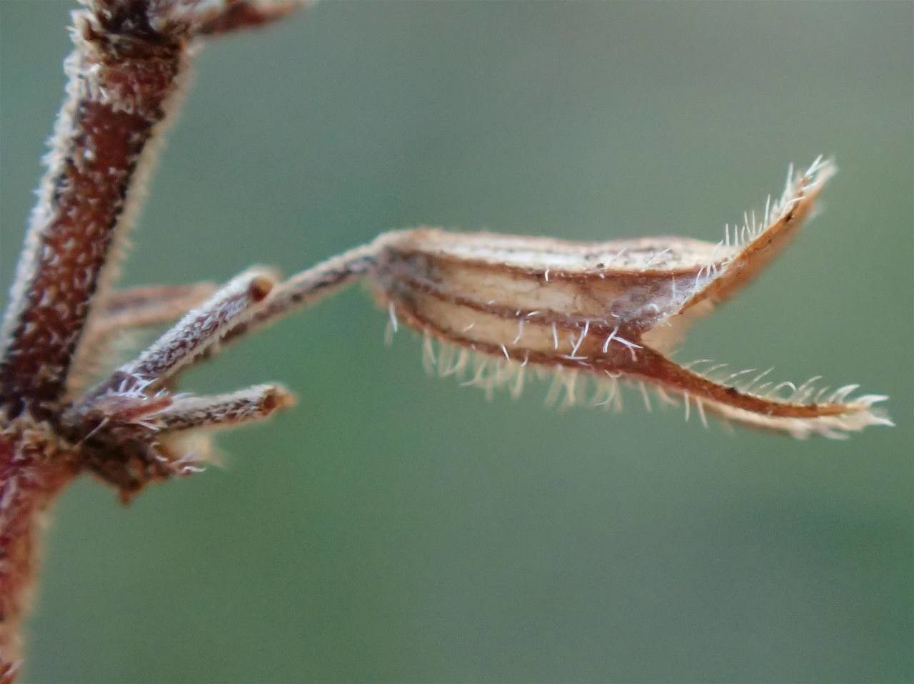 Thymus pulegioides fruit
