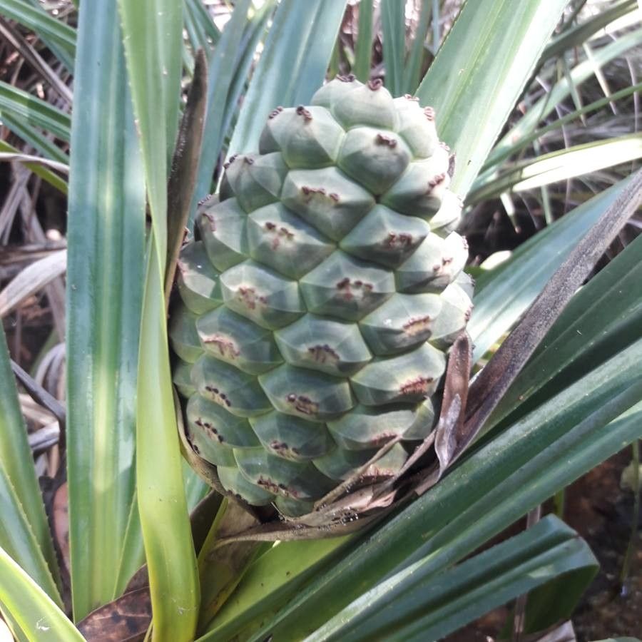 Pandanus decumbens fruit