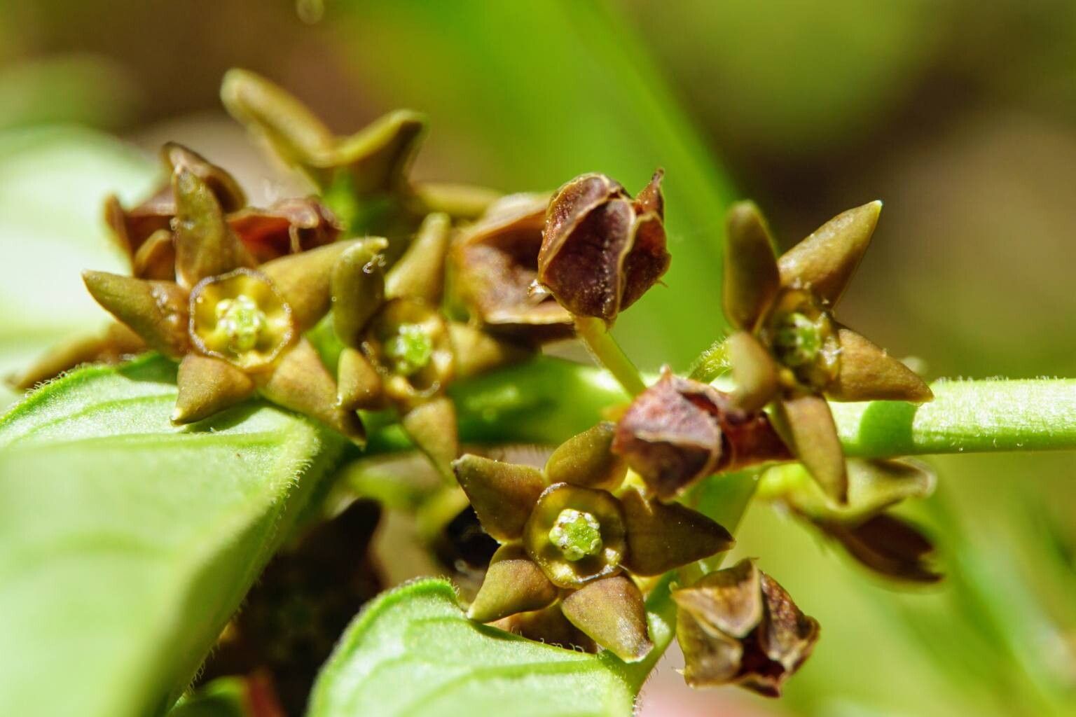 Vincetoxicum fuscatum flower