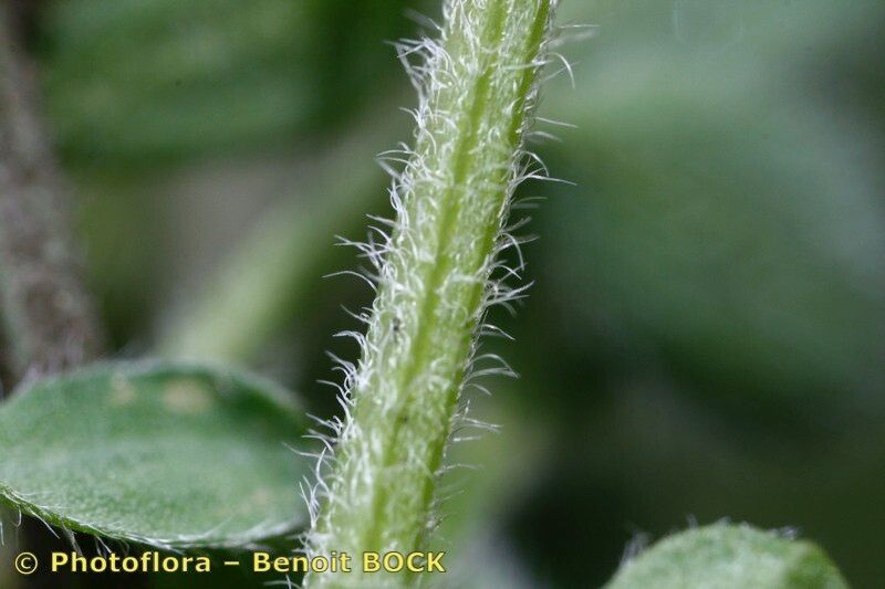 Cytisus ardoinoi bark