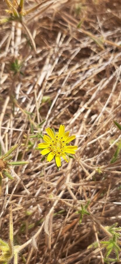 Centromadia parryi flower