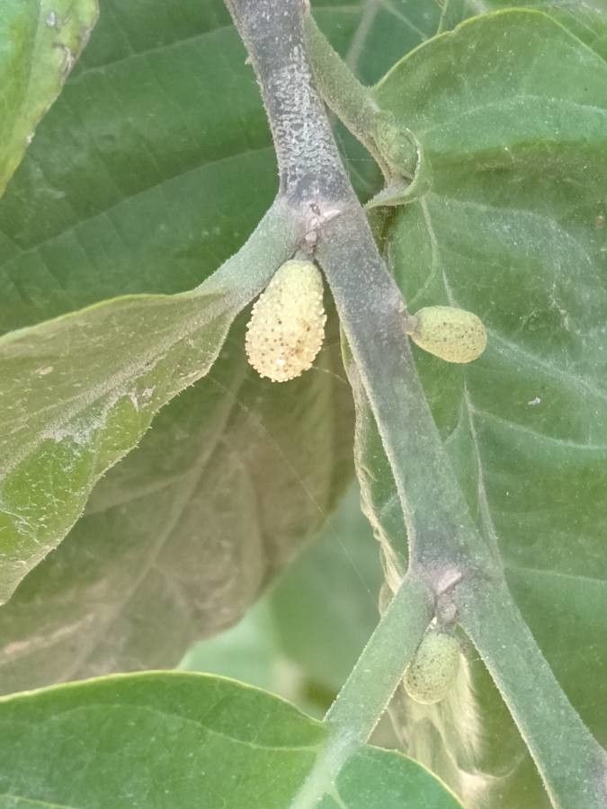 Artocarpus nitidus flower