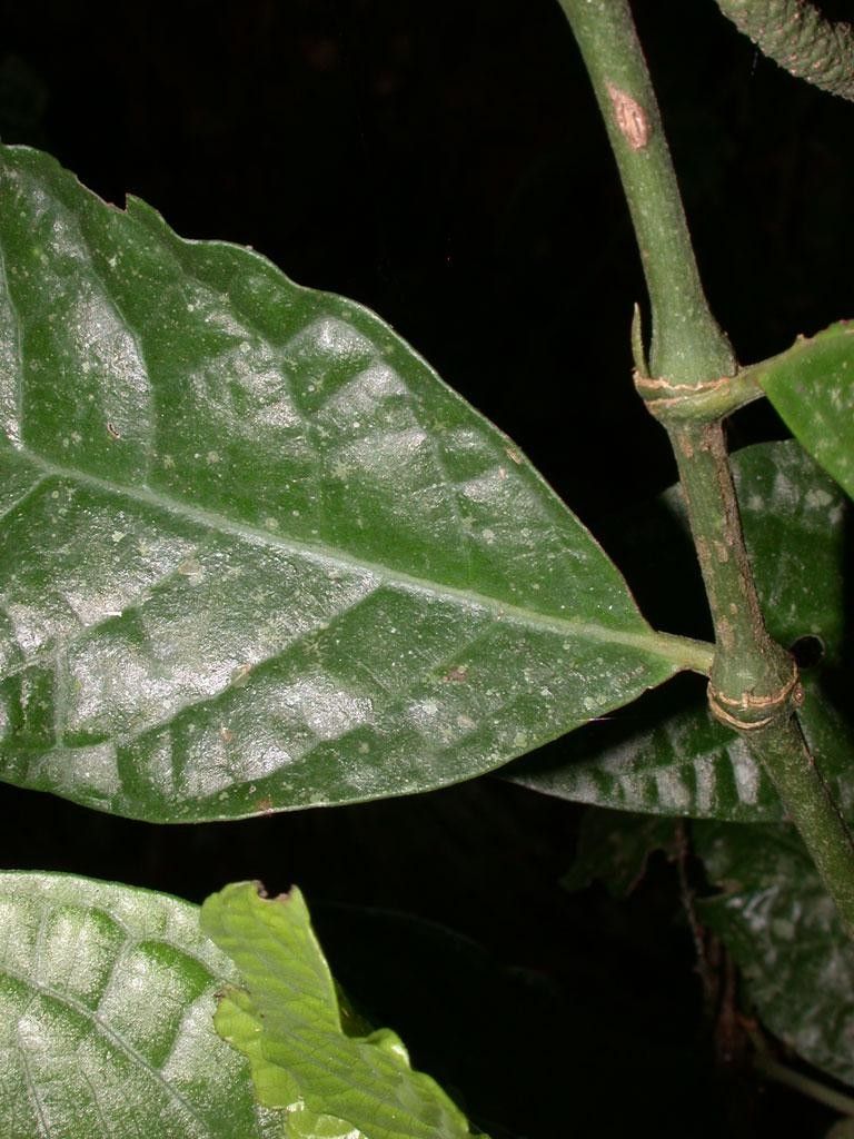 Piper generalense — search result for 'Piperaceae'