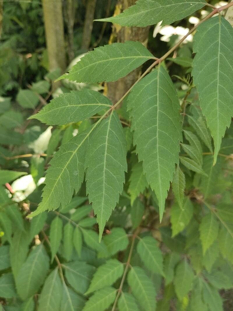 Dipteronia sinensis — houseplant care guide