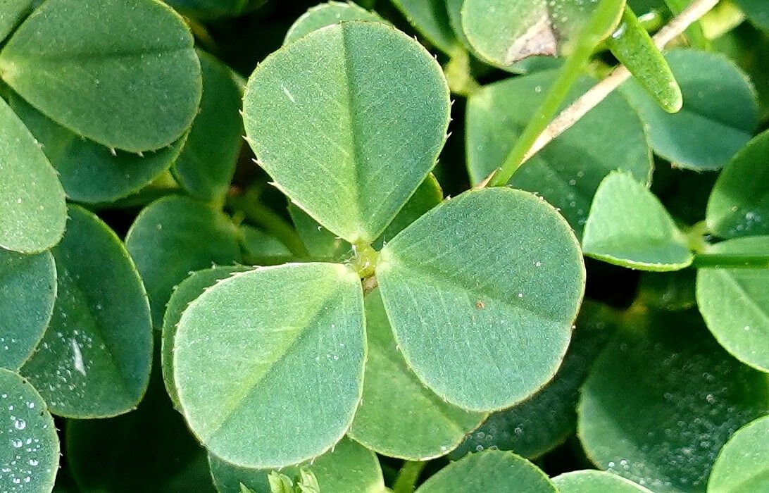 Trifolium occidentale — pet friendly houseplant