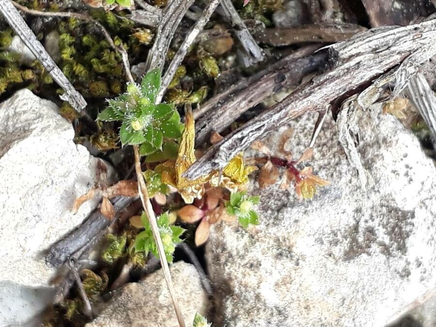 Galium murale flower