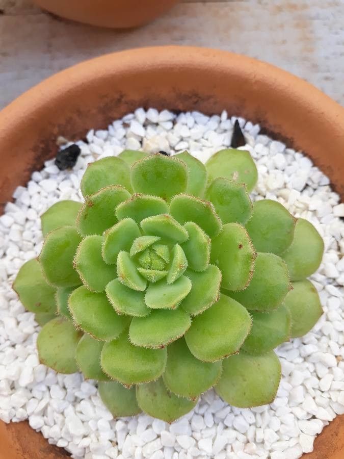 Sempervivum grandiflorum fruit