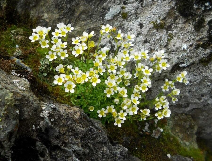 Saxifraga glabella flower