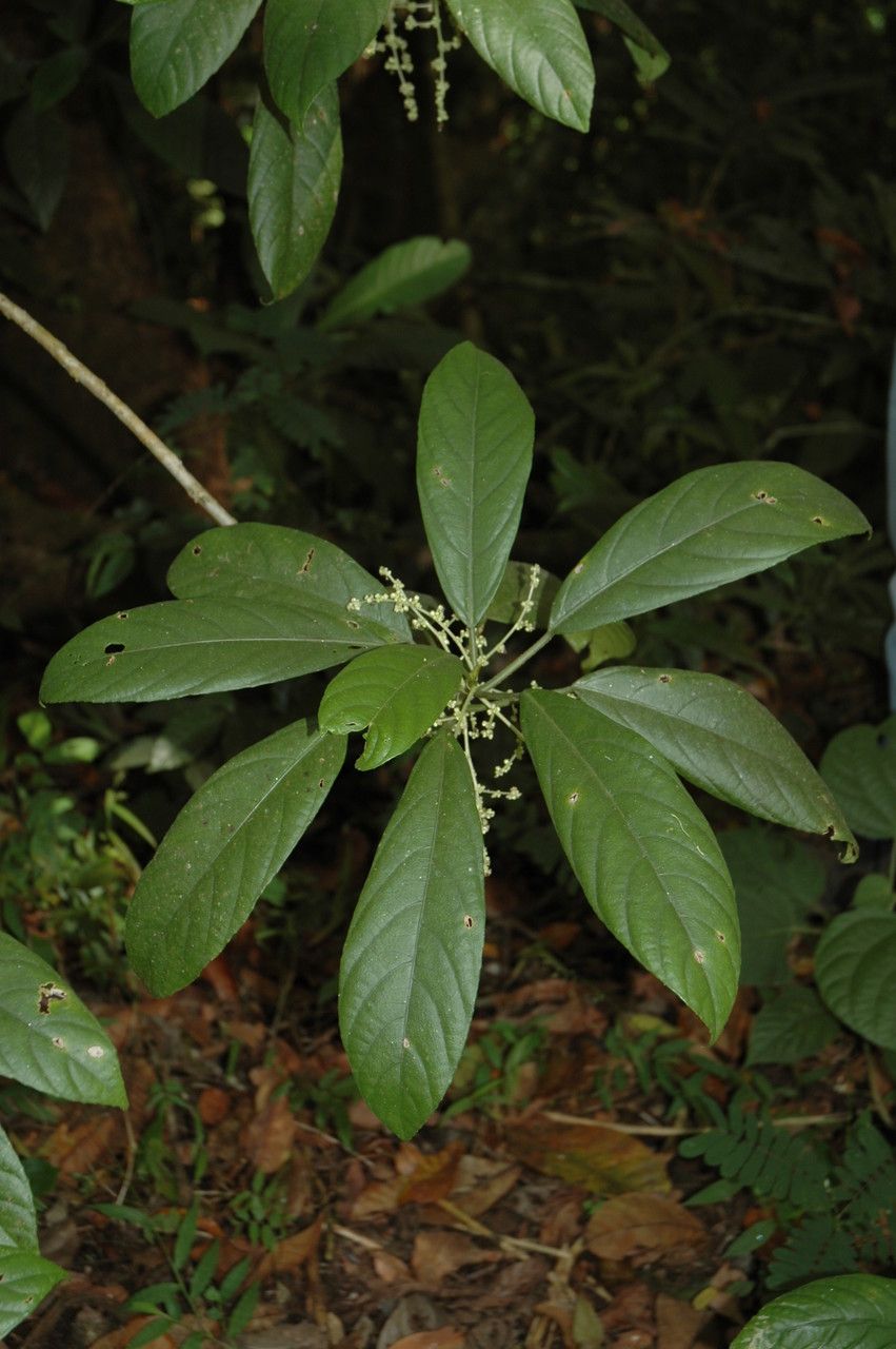 Dendrocnide sinuata — search result for 'Dendrocnide'